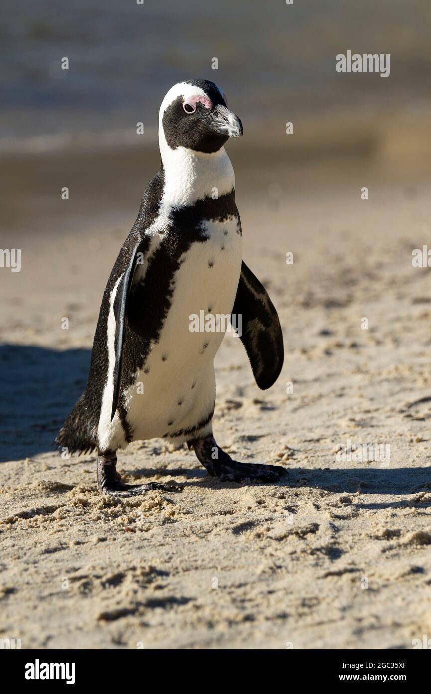Pinguino africano, Spheniscus demersus, Boulders Beach, Cape Peninsula, Sud Africa Foto Stock