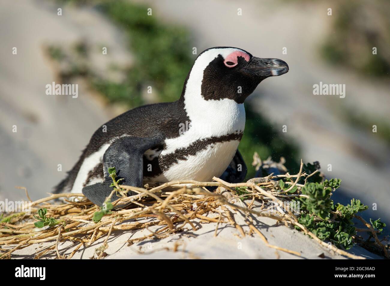 Pinguino africano, Spheniscus demersus, Boulders Beach, Cape Peninsula, Sud Africa Foto Stock