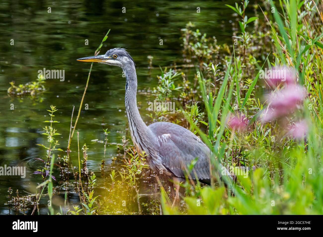 Airone grigio (Ardea cinerea) giovani in piedi in acque poco profonde tra stagno banca vegetazione in estate Foto Stock