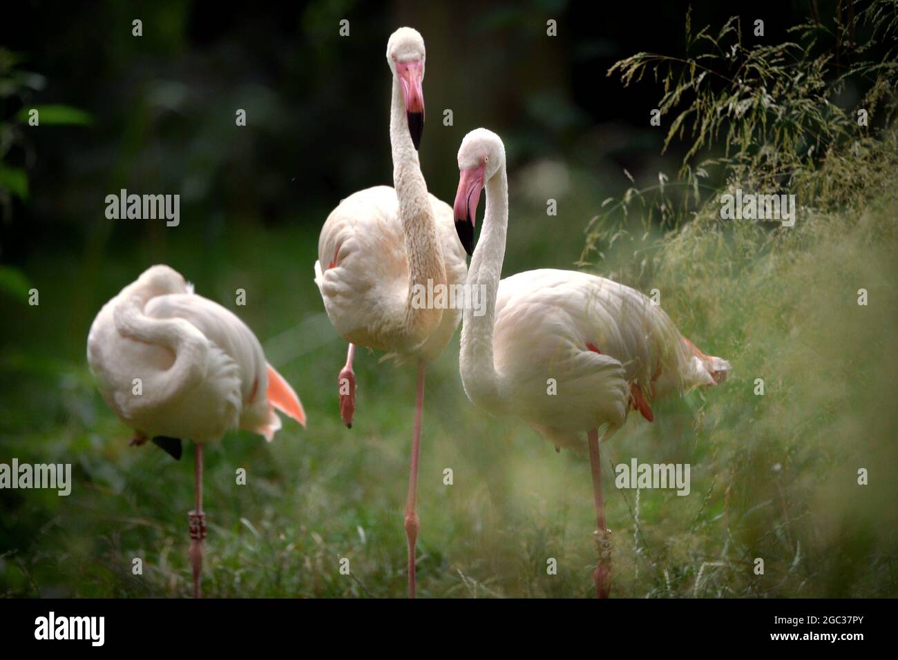 Liberec, Repubblica Ceca. 6 agosto 2021. Uccelli adulti di fenicotteri sono visti nel giardino zoologico in Liberec durante la giornata piovosa nella Repubblica Ceca. I fenicotteri sono uccelli molto sociali, vivono in colonie la cui popolazione può numerare in migliaia. (Immagine di credito: © Slavek Ruta/ZUMA Press Wire) Foto Stock