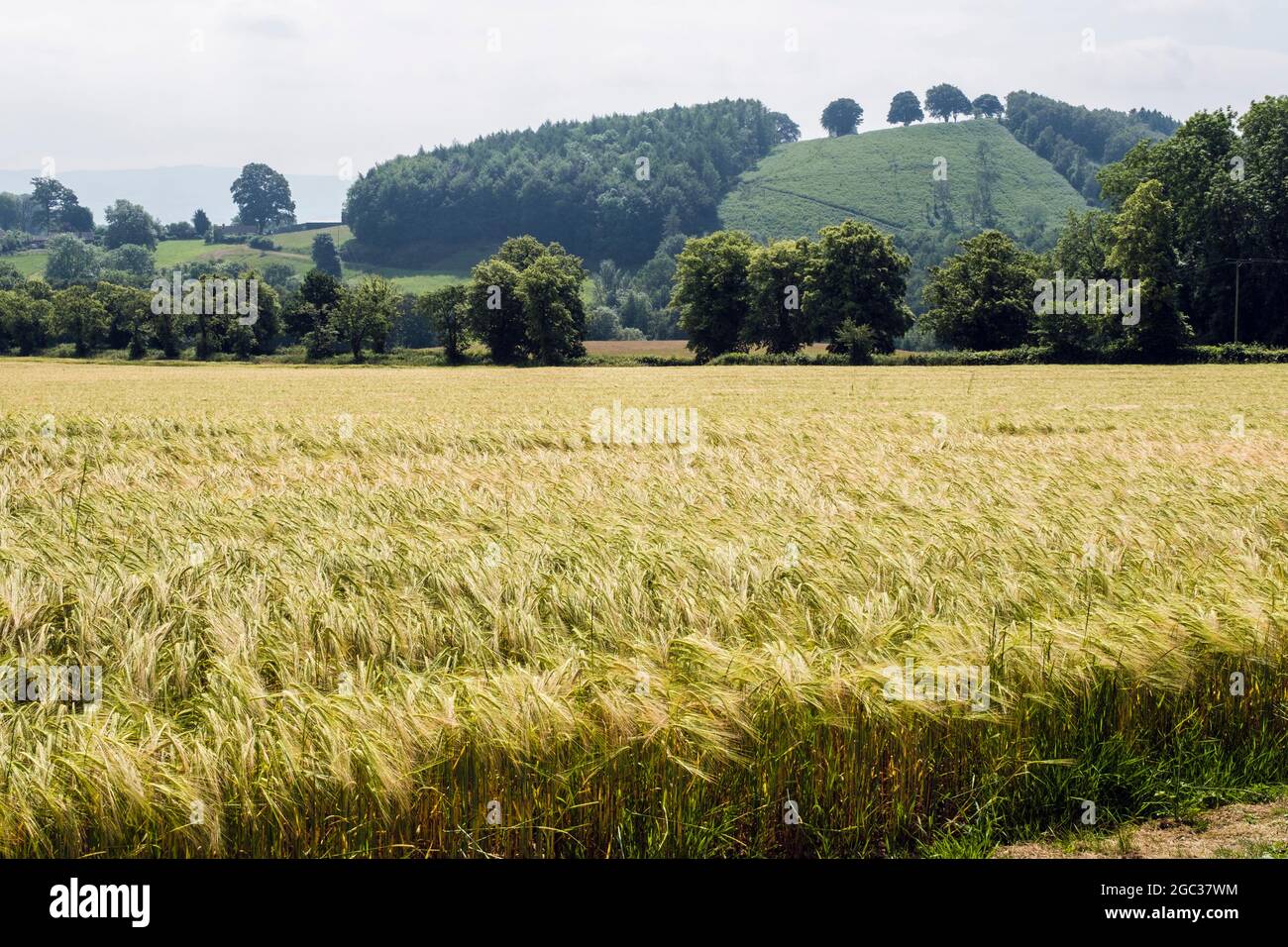 Maturare Barley campo in campagna terreni agricoli su Wenlock Edge. Church Stretton, Shropshire, Inghilterra, Regno Unito, Gran Bretagna Foto Stock