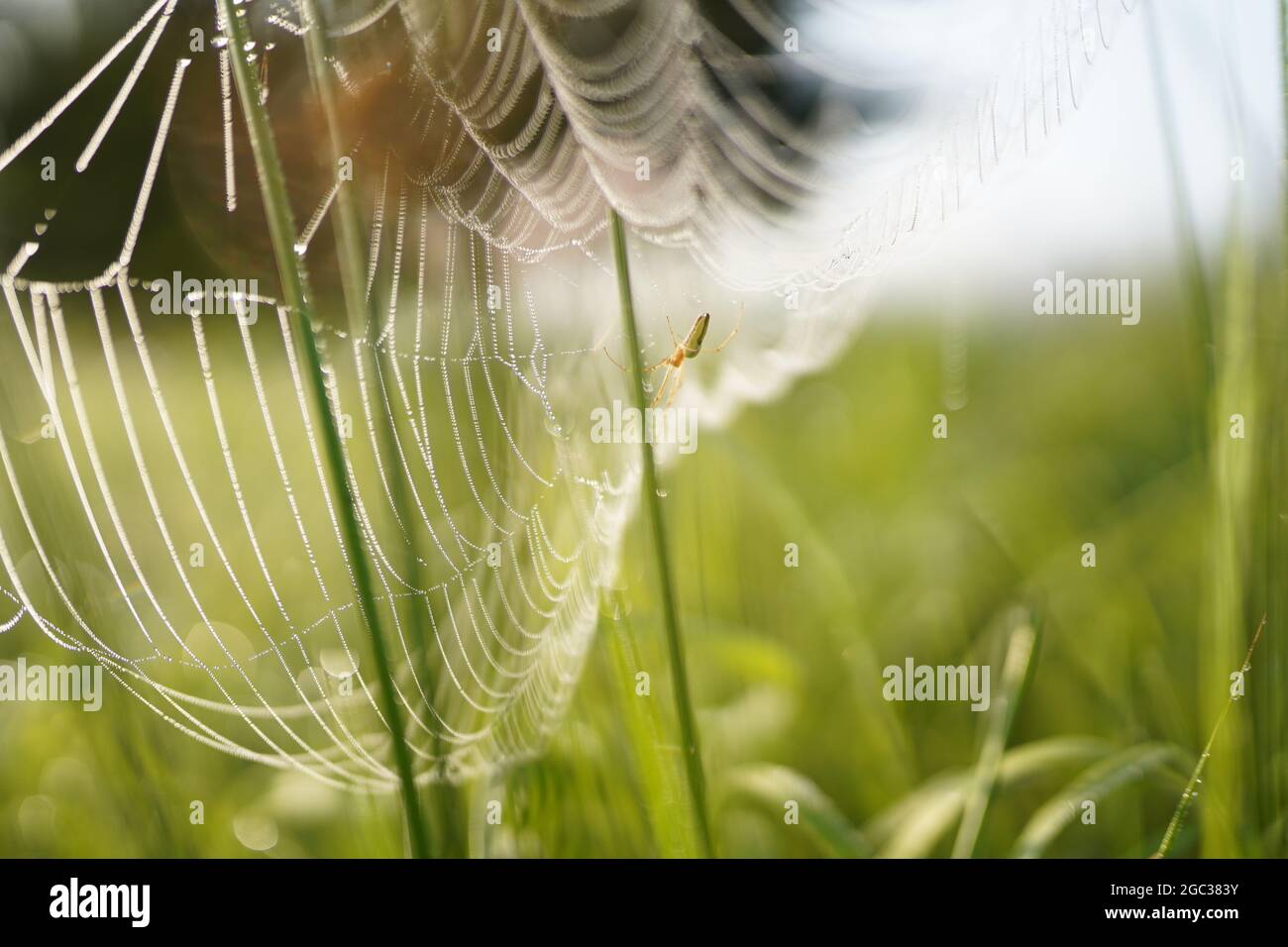 Spider Web con gocce di rugiada Foto Stock