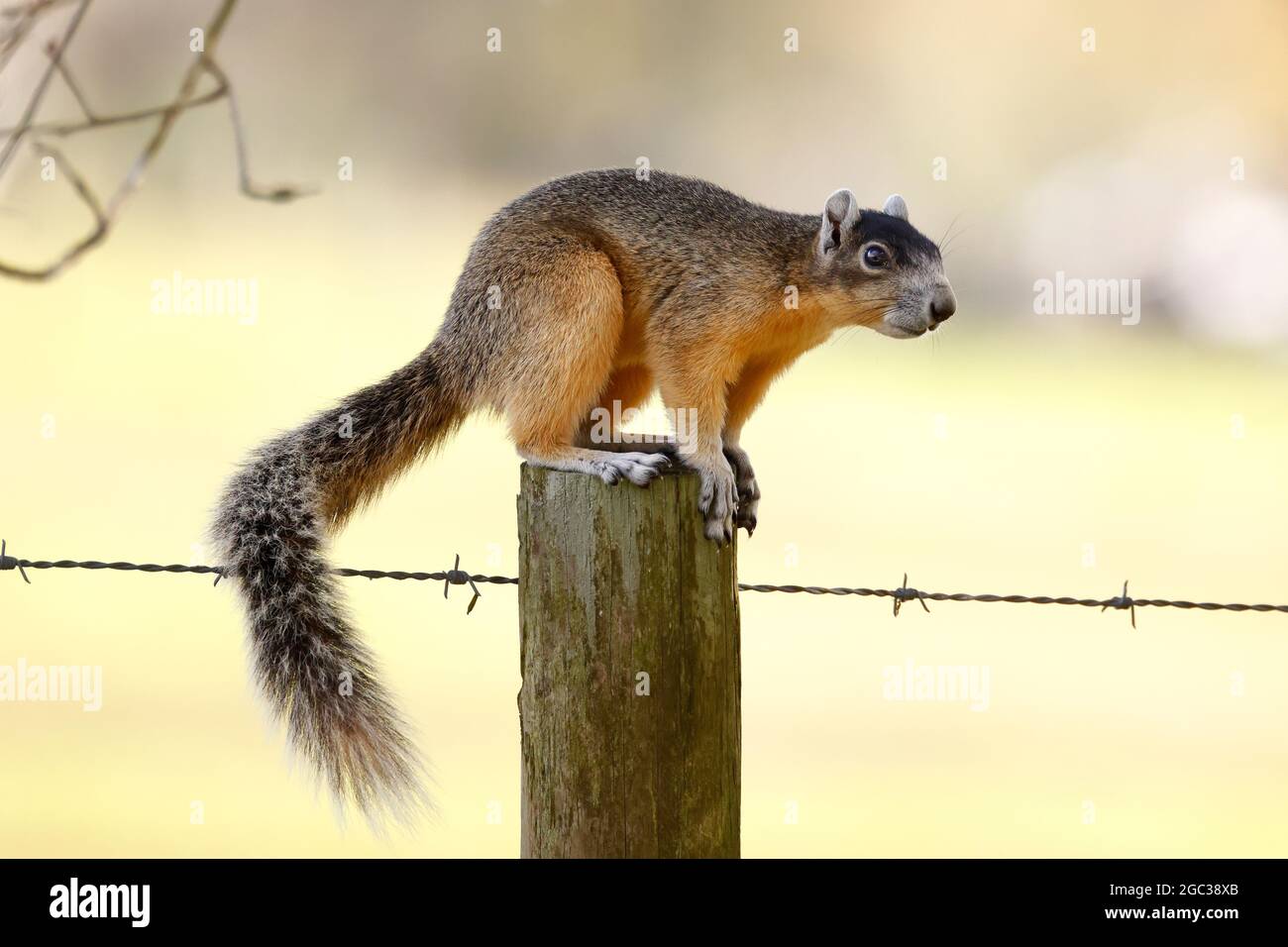 Un grande scoiattolo di volpe di cipresso, Sciurus niger avicennia, che foraggi in habitat di pinete pianeggianti. Foto Stock