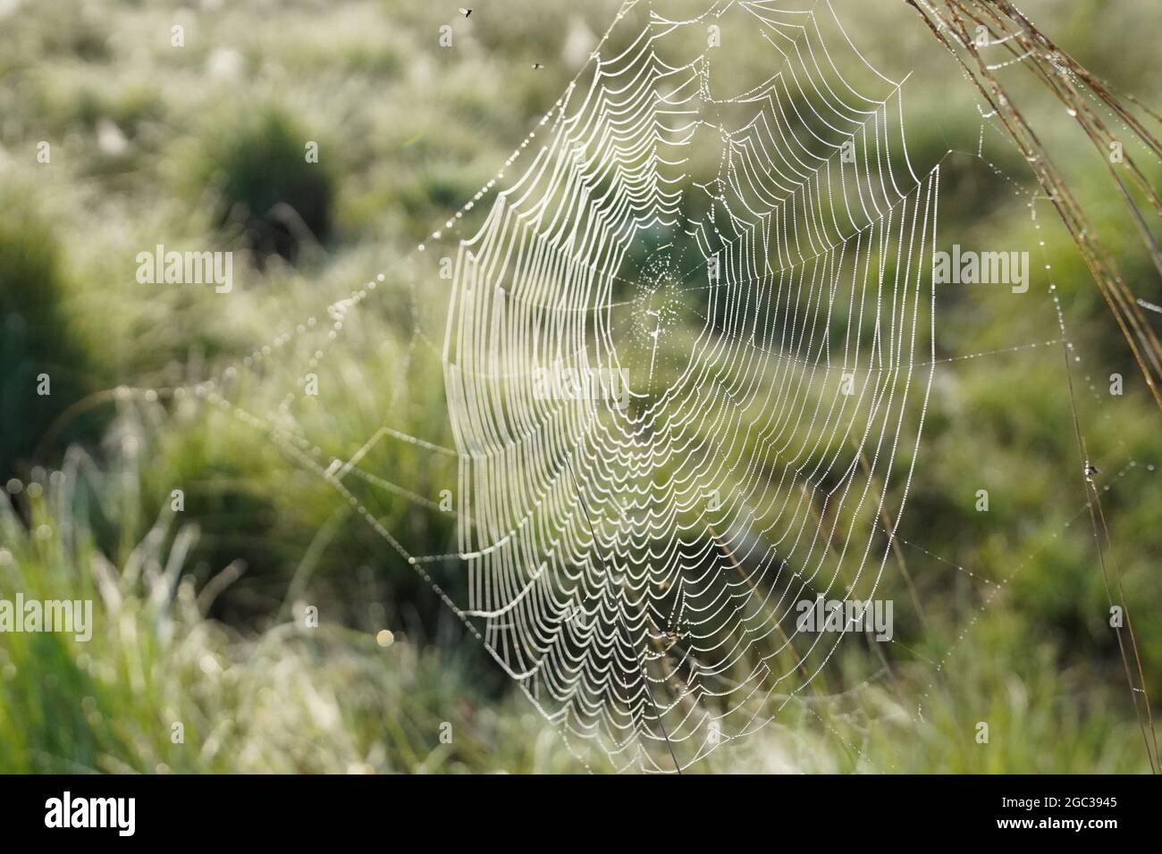 Spider Web con gocce di rugiada Foto Stock