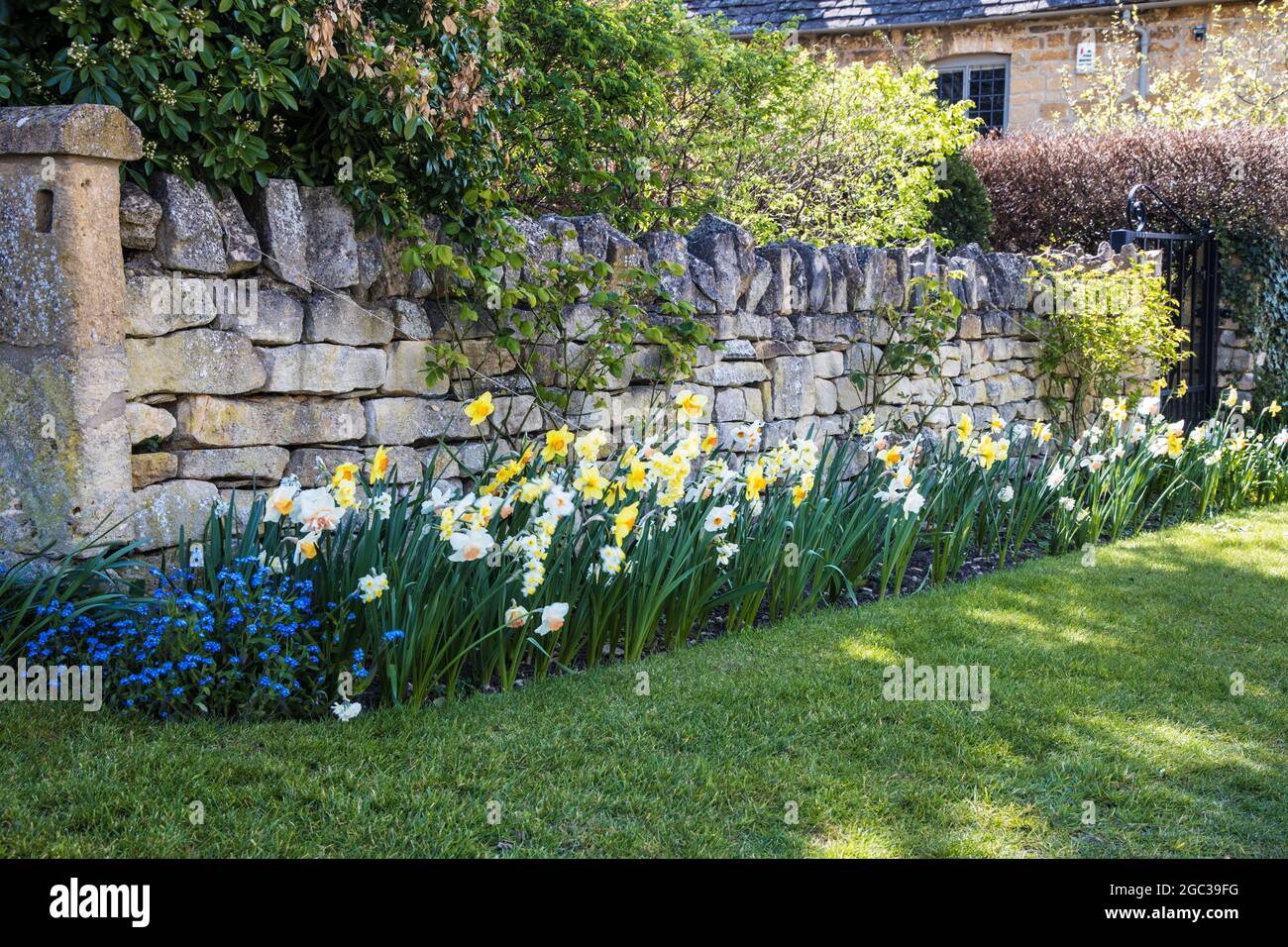 Narcisi che crescono contro un muro di giardino in primavera. Foto Stock