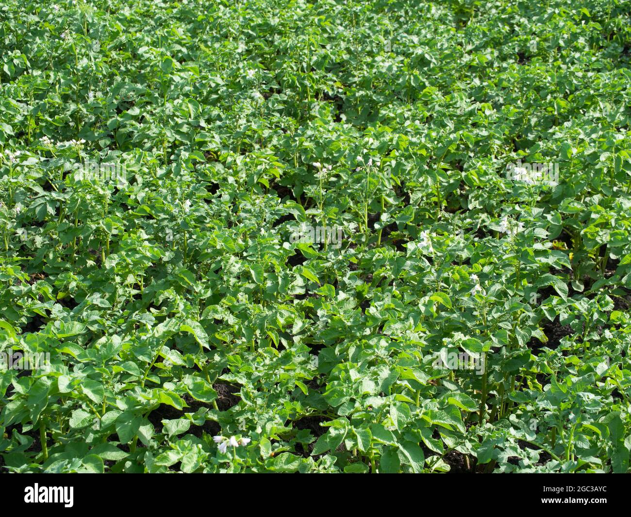 Cespugli di patate in un orto. Letto di verdure. Foto Stock