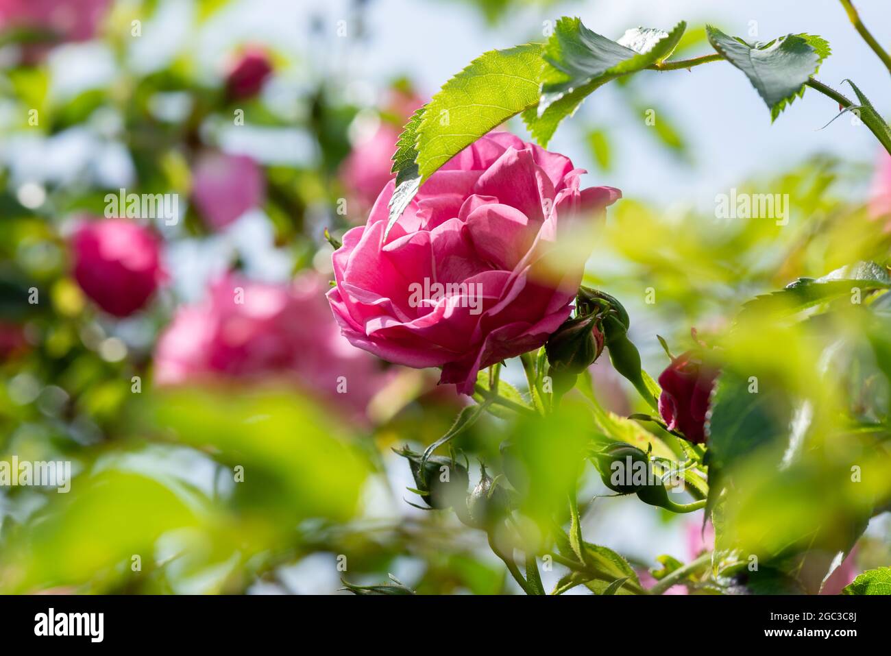 Rosa rosa rampicante Foto Stock