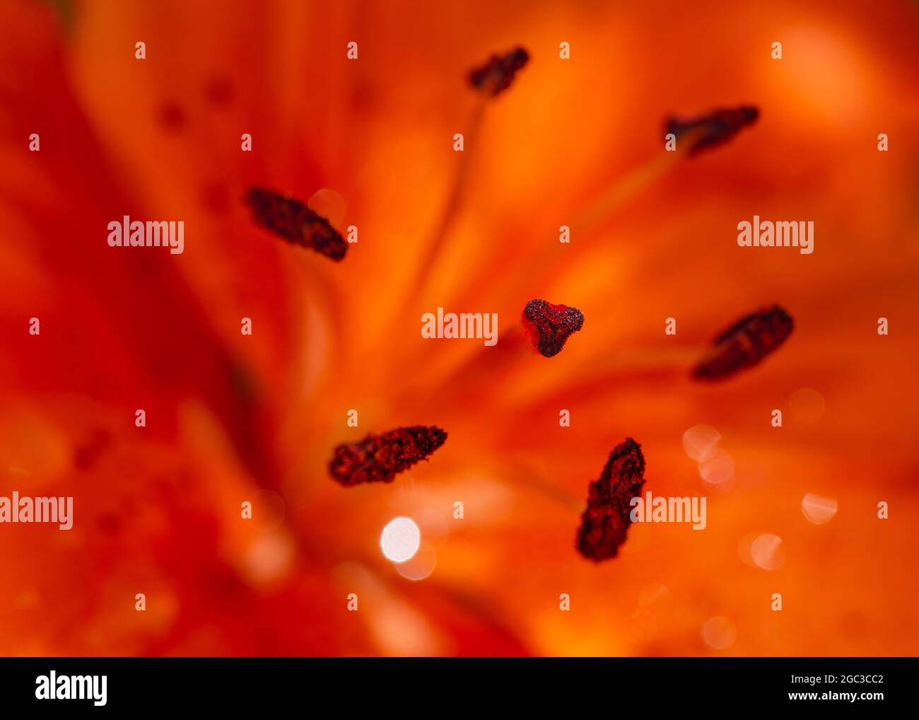 Lily stame Foto Stock