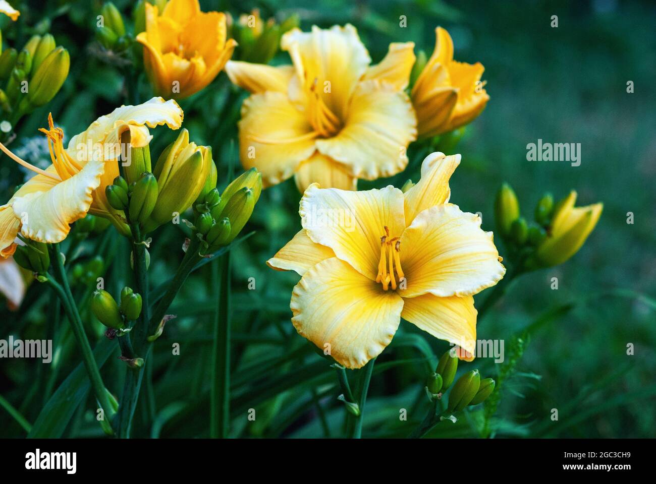 Daylily Mary's Gold - pianta di Hemerocallis gialla che fiorisce nel giardino Foto Stock