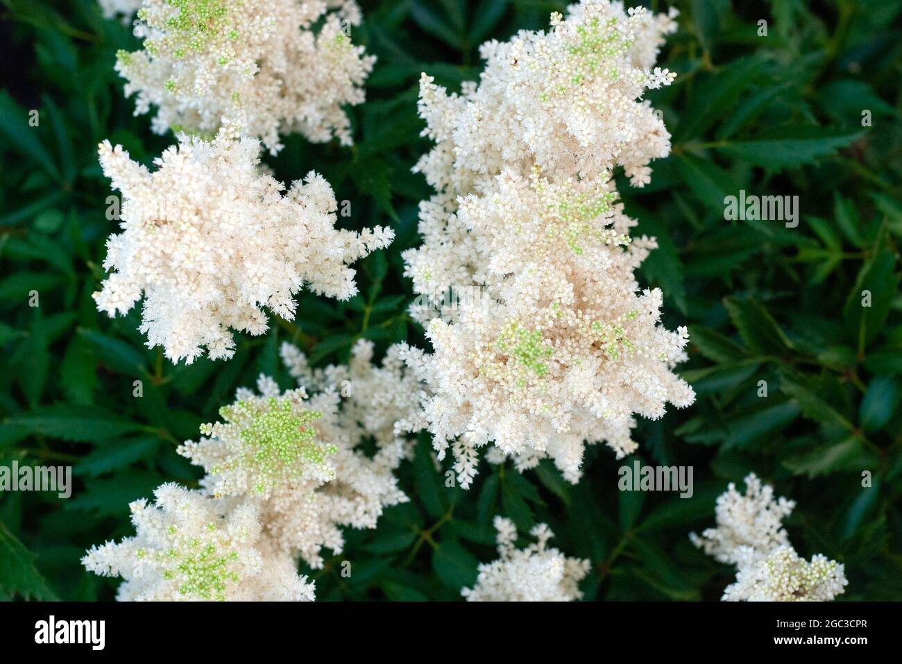 Astilbe Japonica pianta bianca fiorente, vista dall'alto Foto Stock