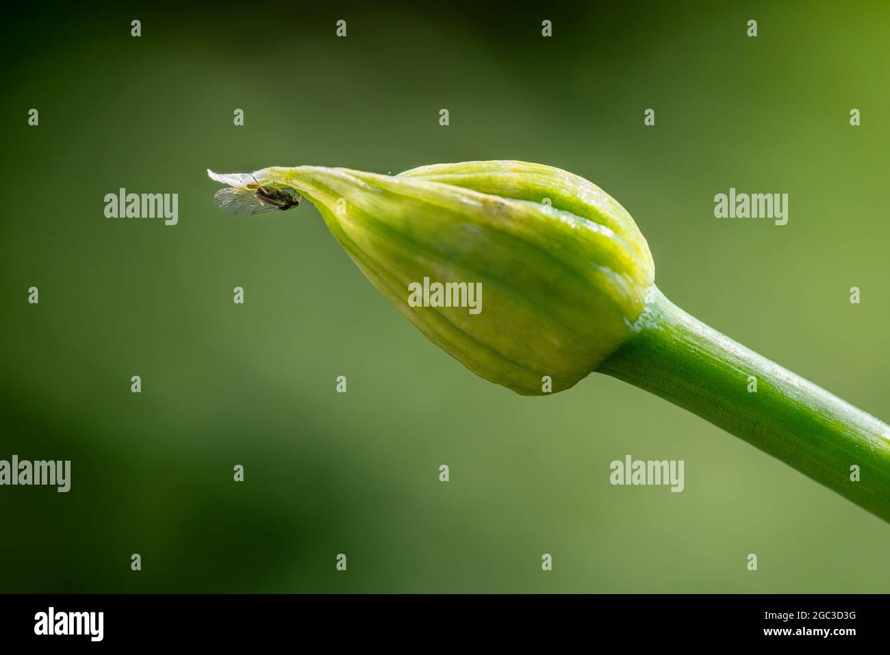 Bug su primavera cipolla fiore bocciolo Foto Stock