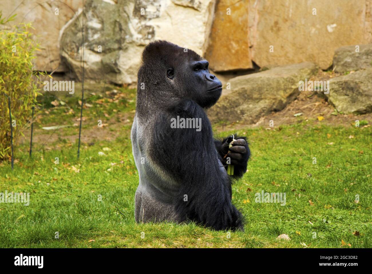 Nero gorilla grande in piedi sull'erba nel suo habitat Foto stock - Alamy