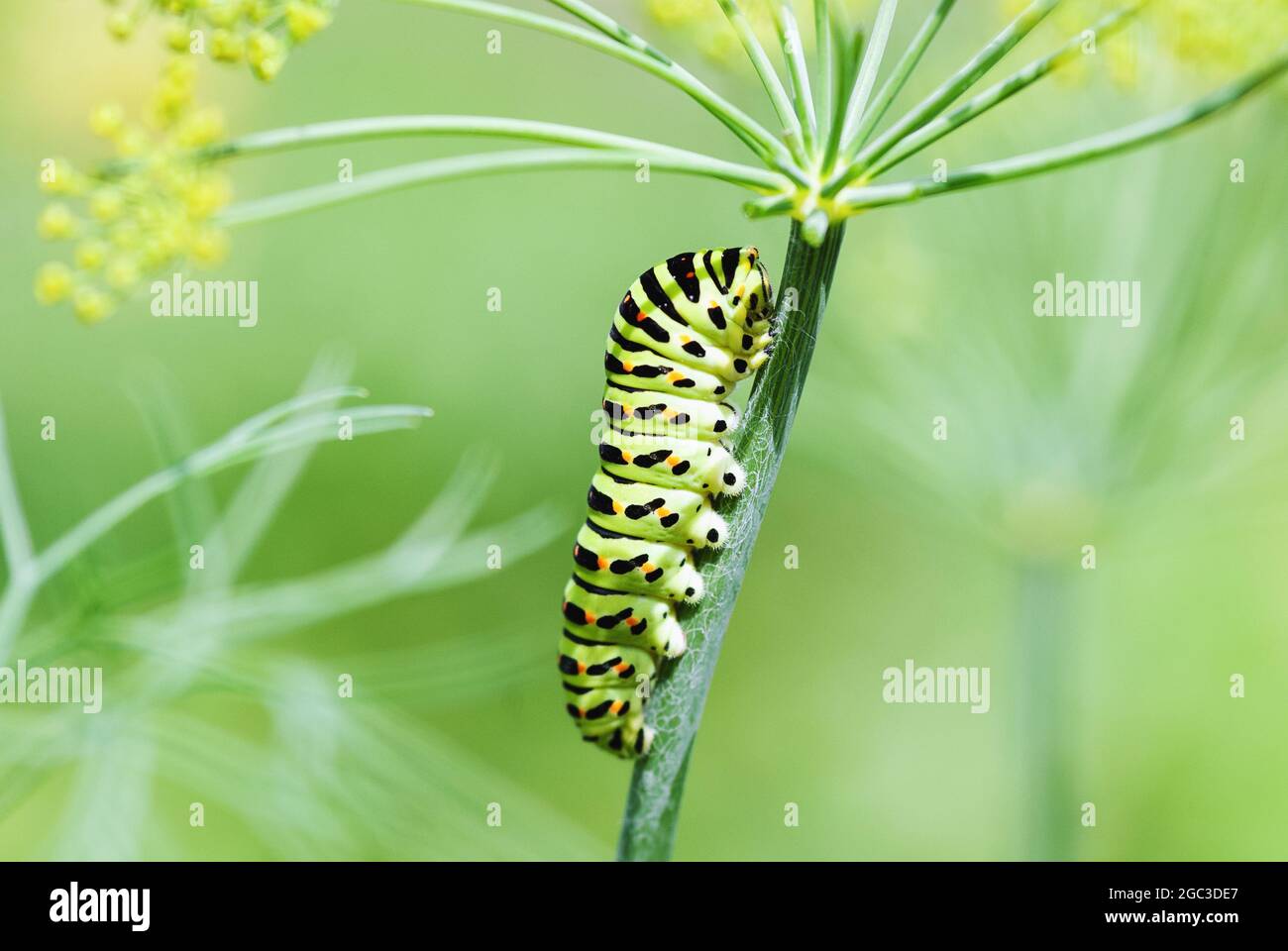 Caterpillar dei polixeni Papilio a coda di rondine nere sulla pianta di aneto Foto Stock