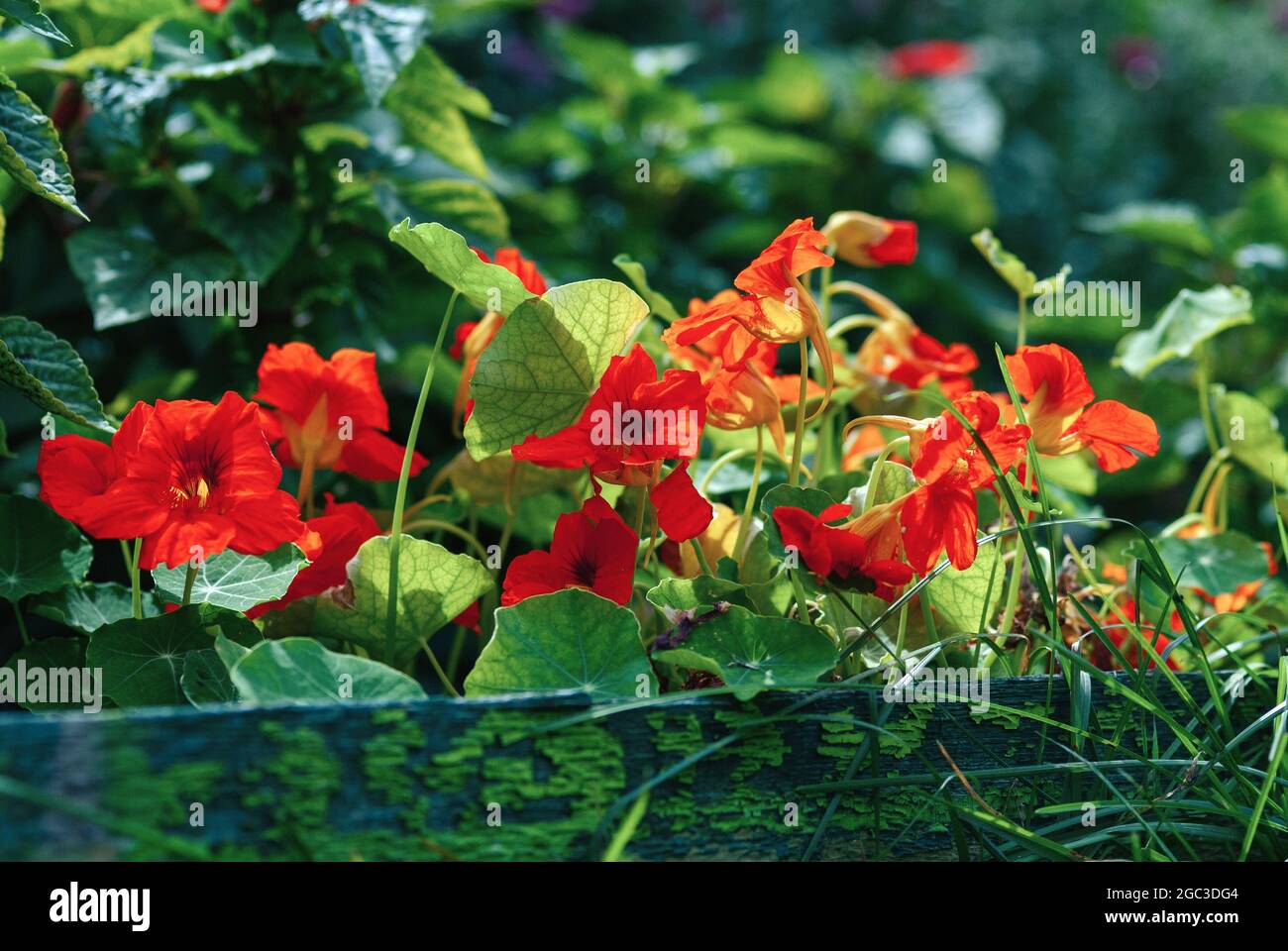 Tropaeolum majus - fiori di nasturzio su giardino, pianta fiorente Foto Stock