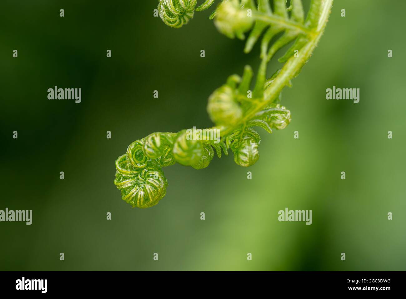 Spirale Bracken Foto Stock