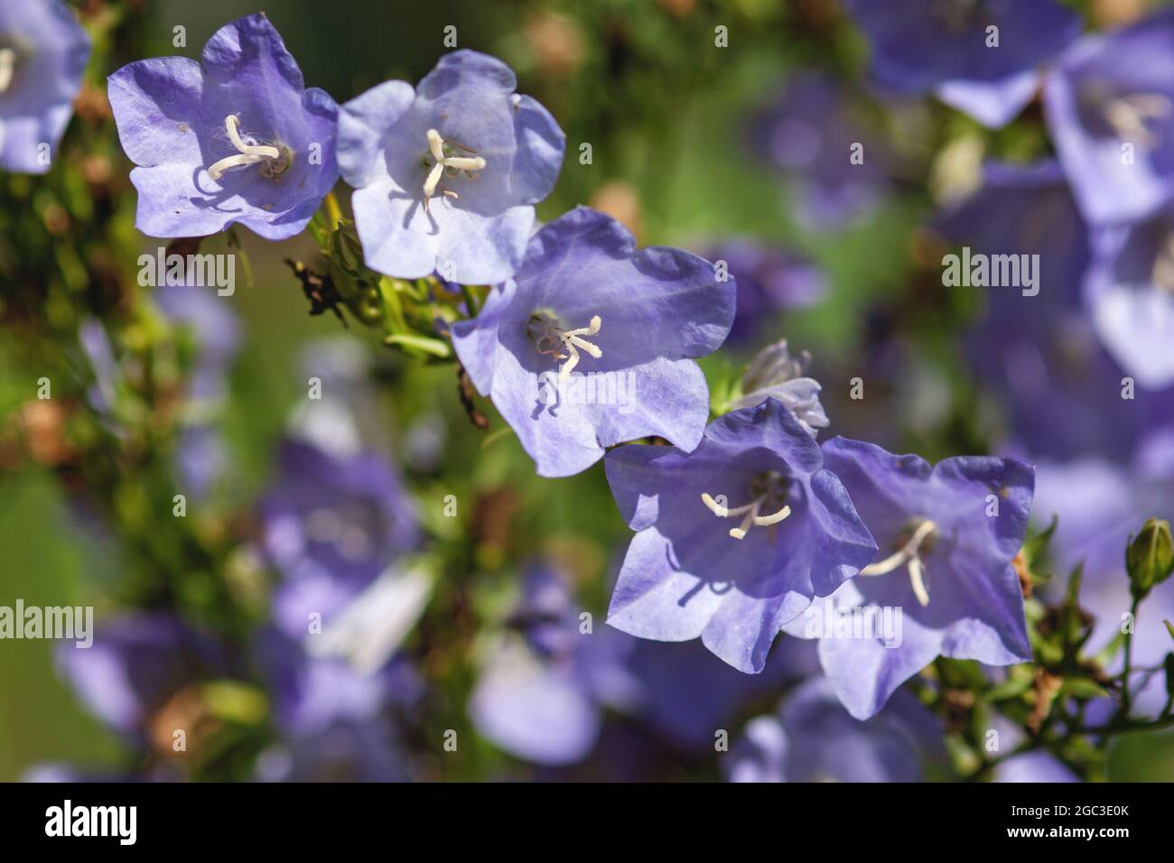 Campanula persicifolia - chiocciole in foglie strette, closeup Foto Stock