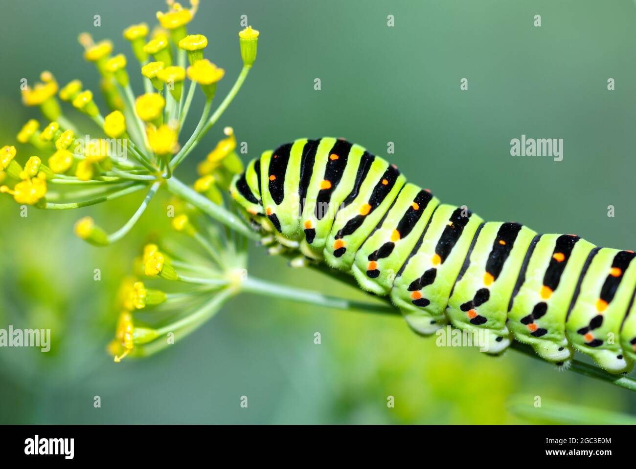 Caterpillar sulla pianta di fioritura aneto, closeup Foto Stock