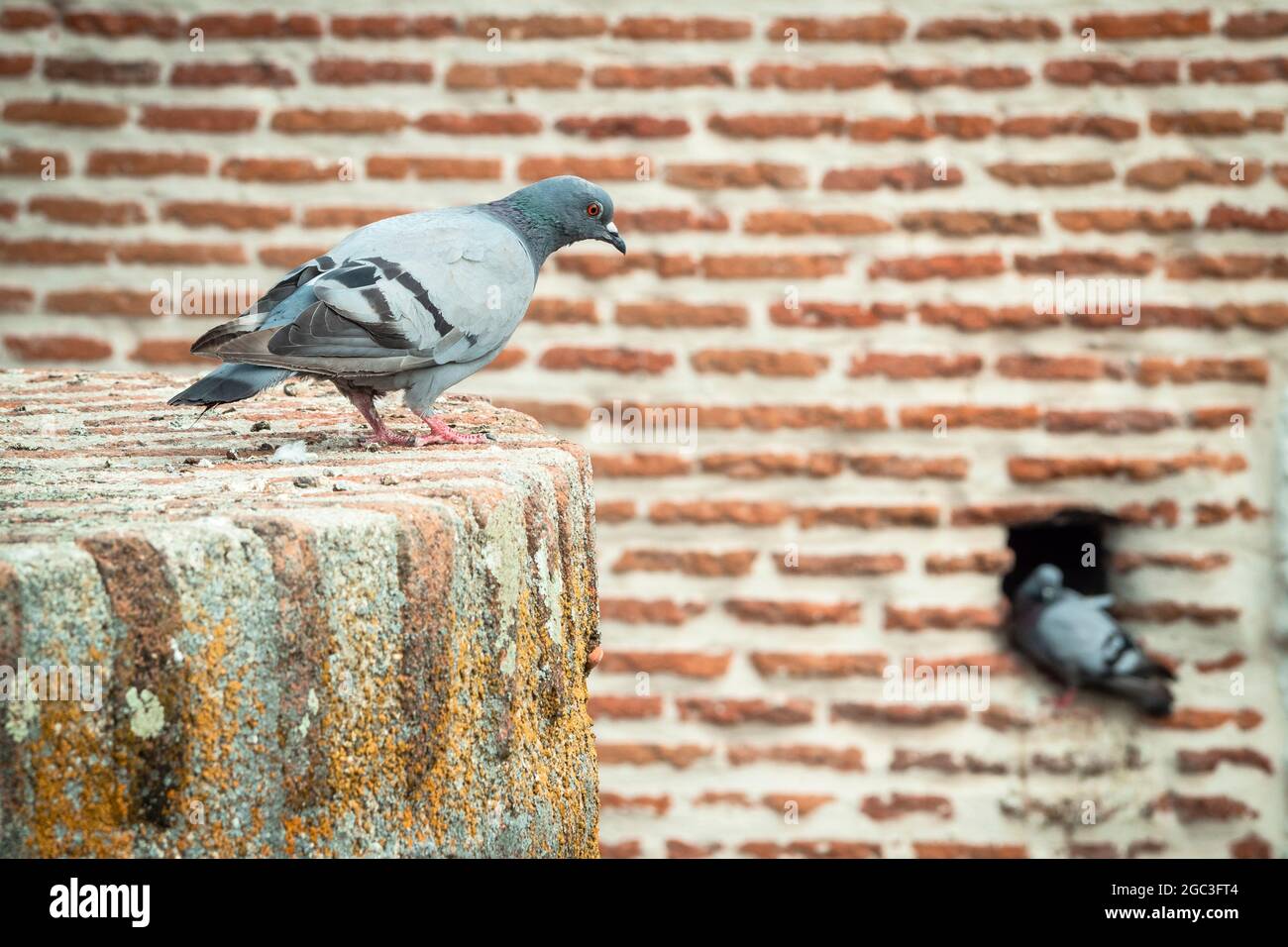 Coppia di piccioni su una battaglia di un castello spagnolo Foto Stock