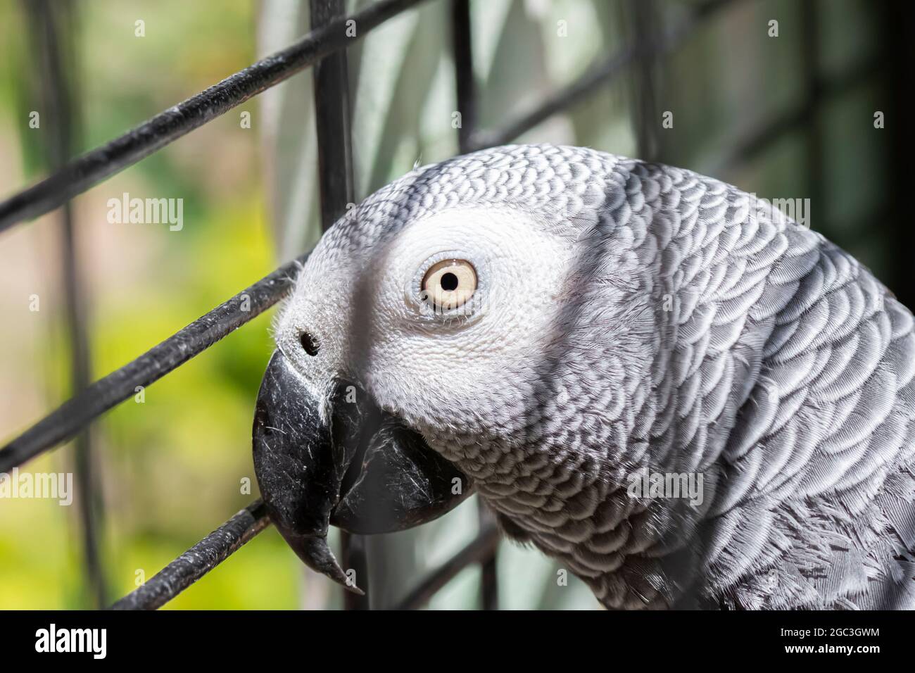 Pappagallo grigio scuro in gabbia Foto Stock