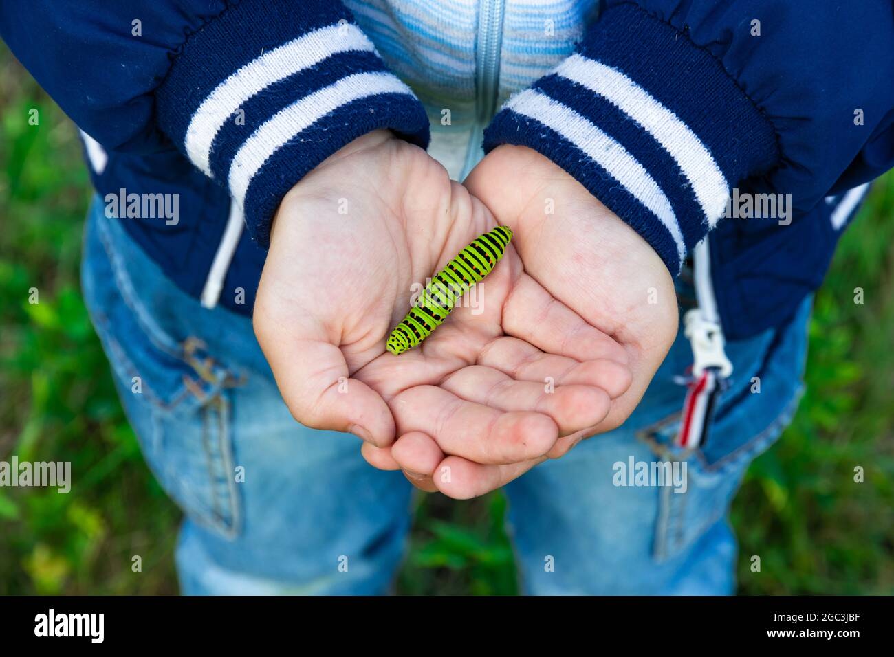 Le mani del ragazzo tengono un bellissimo bruco verde a coda di rondine in una giornata estiva luminosa in natura. Messa a fuoco selettiva. Primo piano Foto Stock