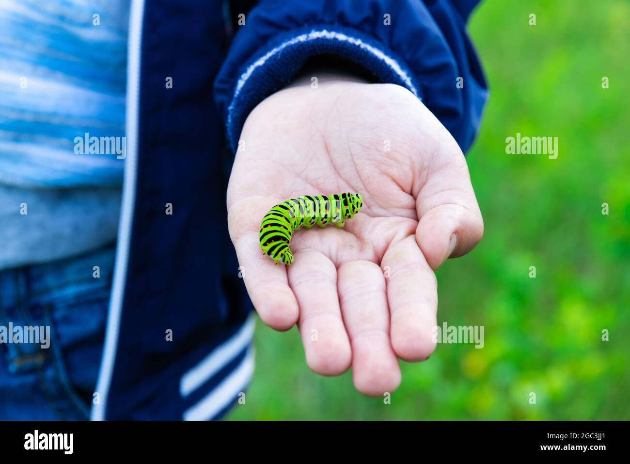 Le mani del ragazzo tengono un bellissimo bruco verde a coda di rondine in una giornata estiva luminosa in natura. Messa a fuoco selettiva. Primo piano Foto Stock