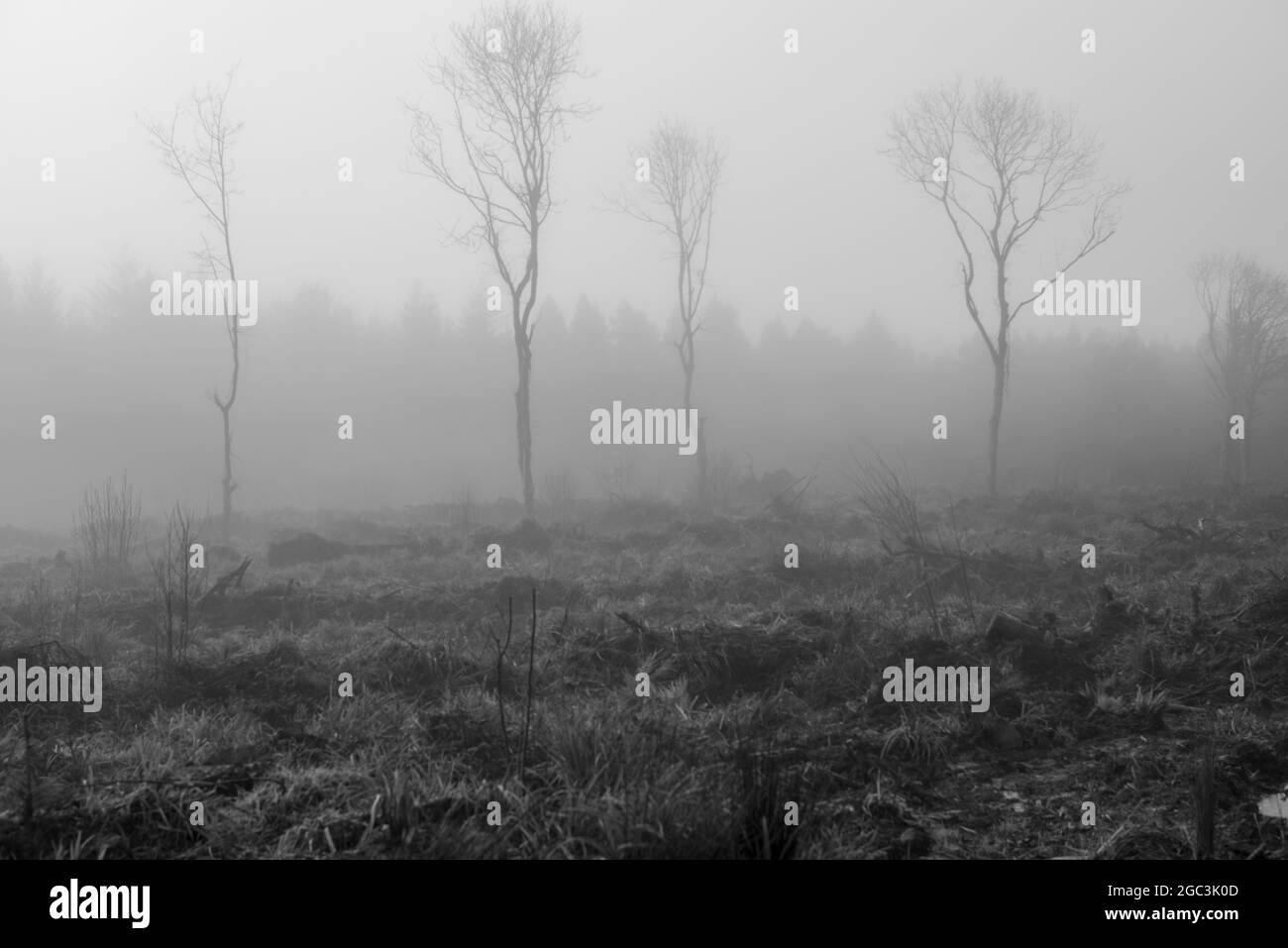 Quattro sorelle Foto Stock