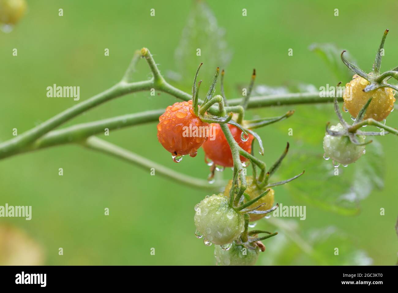 Pomodori ciliegini maturi e non maturi su un cespuglio in un pomeriggio piovoso. Estate. Foto Stock