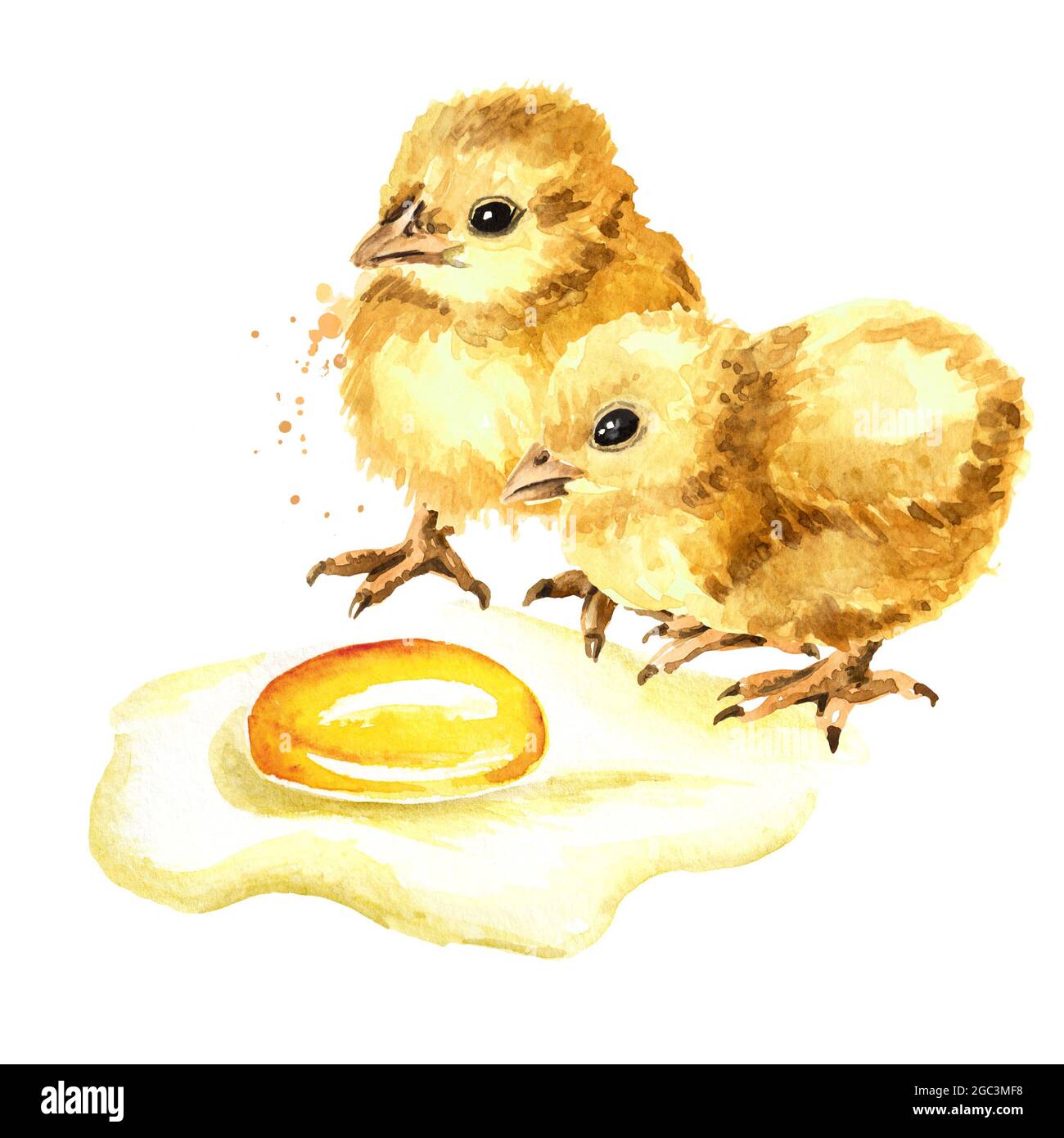 Due polli gialli soffici e uovo rotto, illustrazione disegnata a mano di acquerello, isolati su sfondo bianco Foto Stock