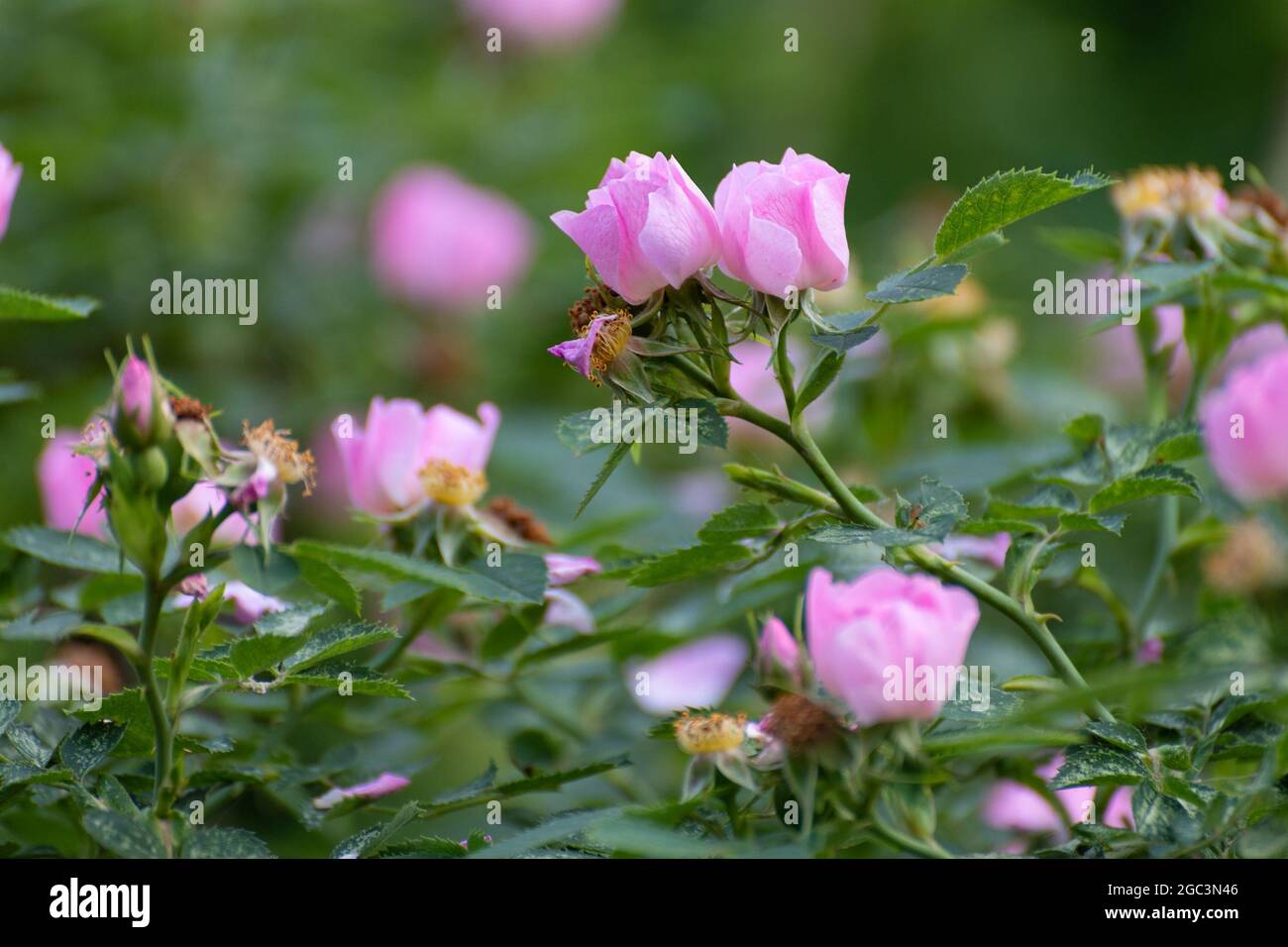 Il fiore rosa cespuglio, molti fiori piccoli Foto Stock