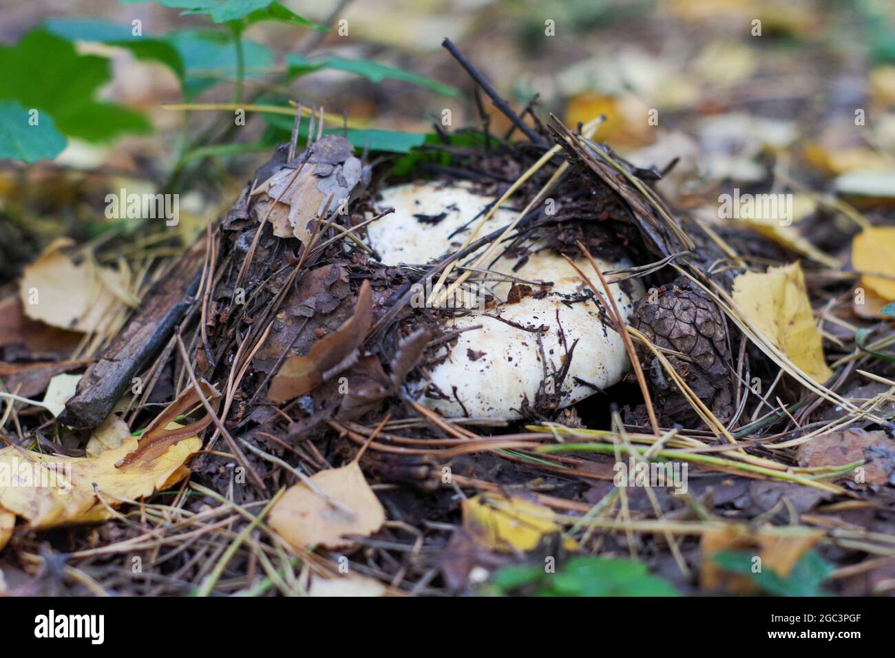 Closeup di funghi commestibili Lactarius resimus, che cresce in una foresta nel terreno, peeping da sotto foglie cadute. Idea di un calendario o postca Foto Stock