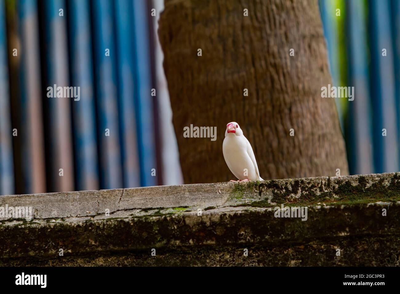 Primo piano di un passero Java a Taiwan Foto Stock