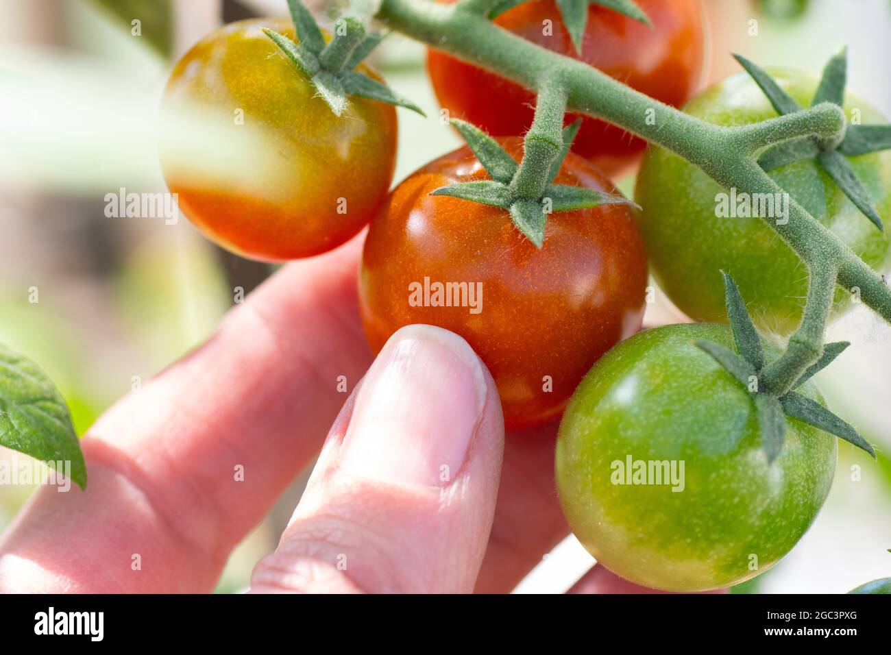 La mano del closeup raccoglie il pomodoro di ciliegia rosso da un ramo. I pomodori rossi maturi si trovano sullo sfondo del fogliame verde. Il concetto di alimentazione naturale sana Foto Stock