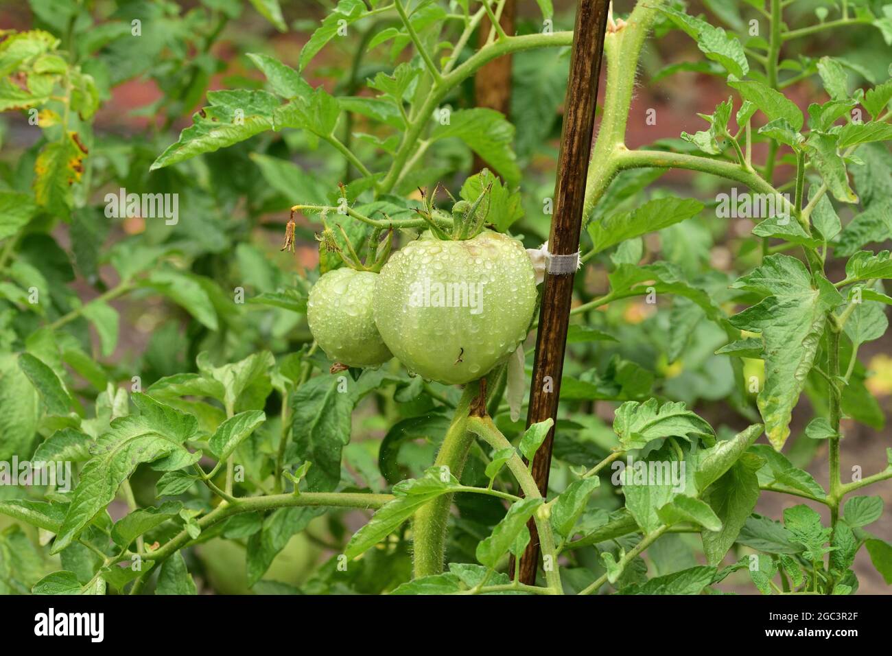 Pomodori maturi e non maturi sul cespuglio in un pomeriggio piovoso. Estate. Foto Stock