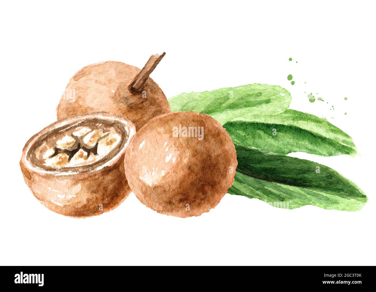 Pianta medica Hydnocarpus anthelminthicus o Chaulmoogra, Watercolor illustrazione disegnata a mano, isolato su sfondo bianco Foto Stock