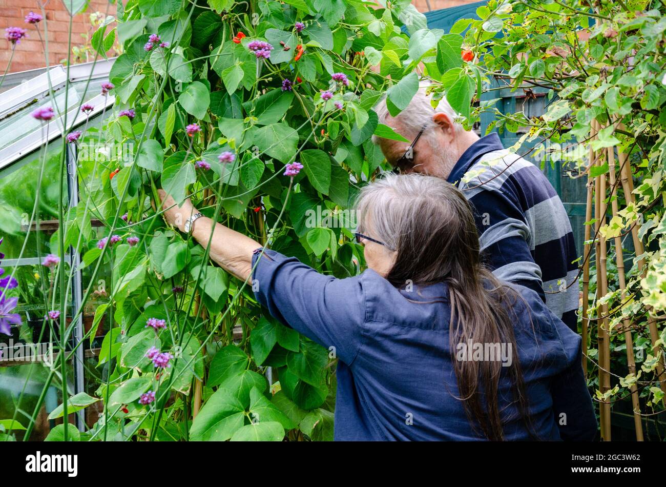 Un uomo e una donna ritirati raccolgono fagioli del corridore homegrown che stanno crescendo nel loro giardino e sono pronti per raccogliere, Foto Stock