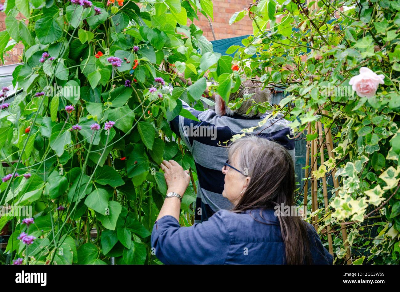 Un uomo e una donna ritirati raccolgono fagioli del corridore homegrown che stanno crescendo nel loro giardino e sono pronti per raccogliere, Foto Stock