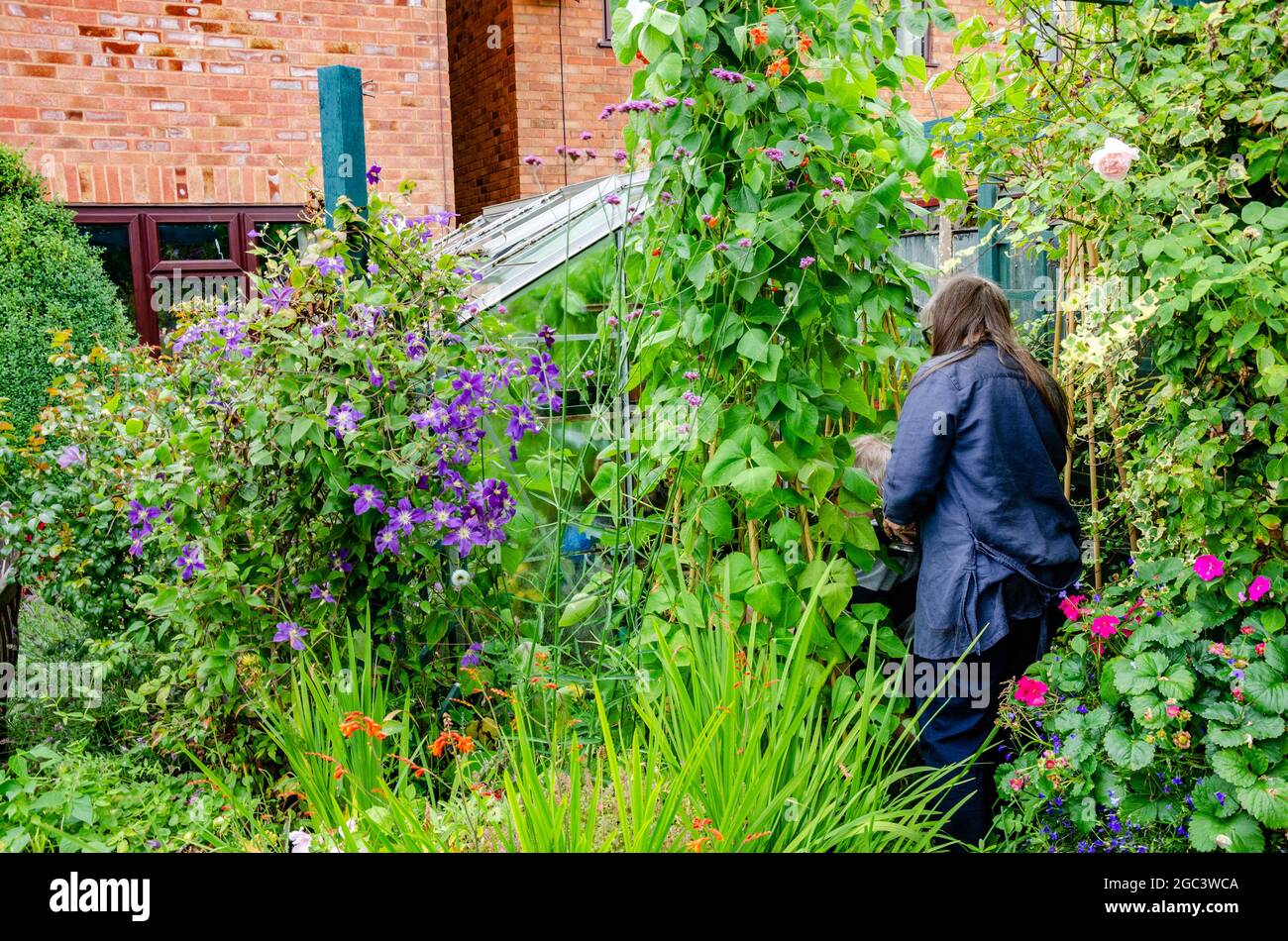 Una signora ritirata raccoglie i fagioli del corridore homegrown che stanno crescendo nel loro giardino e sono pronti per raccogliere, Foto Stock