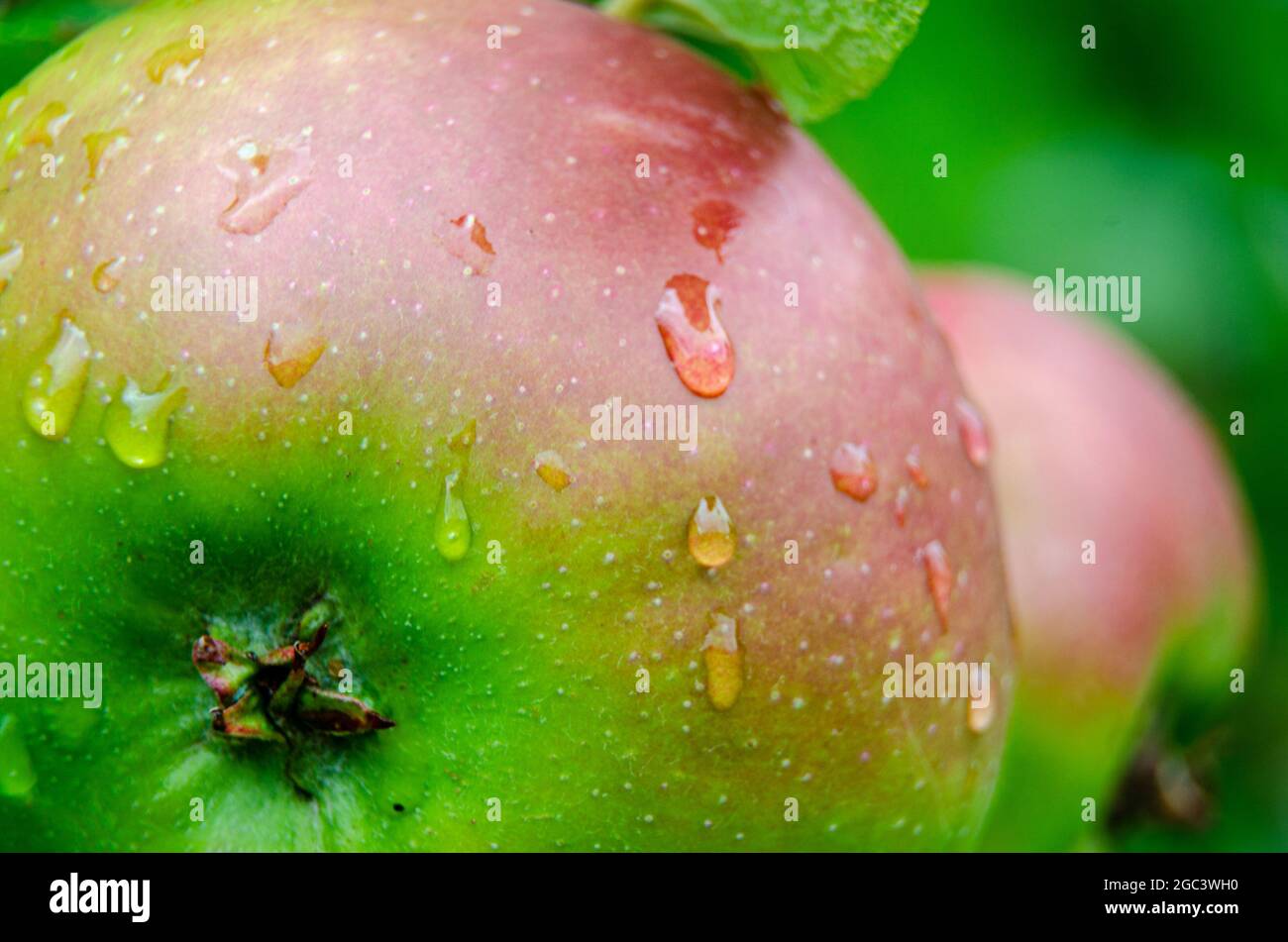 Vista ravvicinata di una mela coltivata in casa con gocce d'acqua che crescono nel giardino Foto Stock