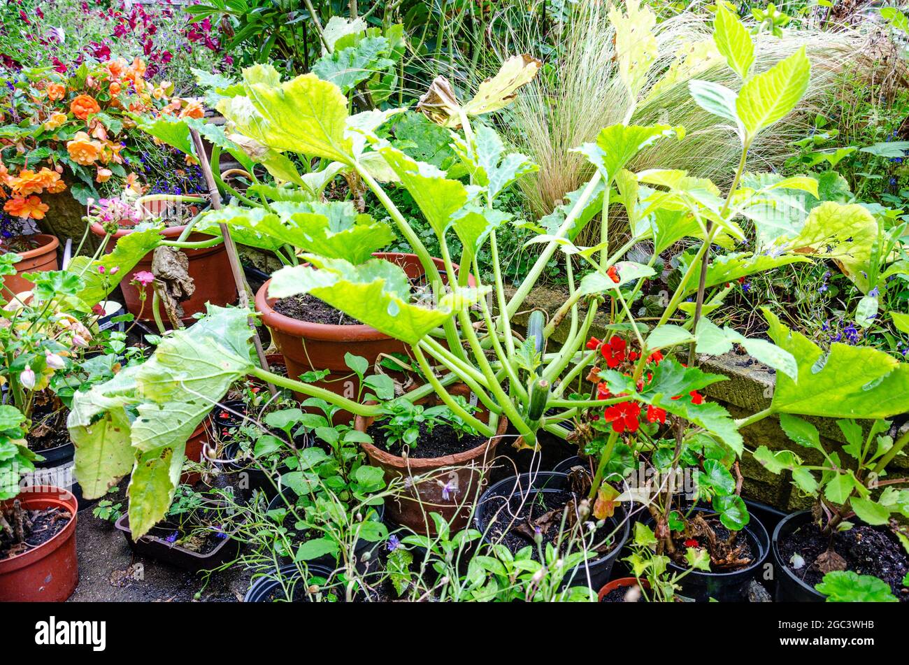 Una pianta di zucchine cresce in una pentola tra le altre piante di pentola su un patio del giardino. Foto Stock