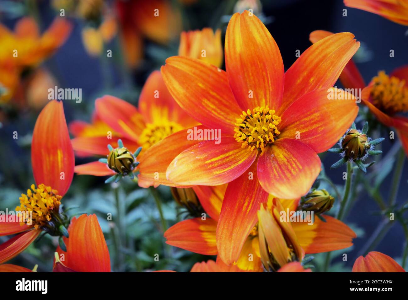 Bidens ferulifolia pianta con bellissimi fiori (Goldmarie). Famiglia Daisy Foto Stock