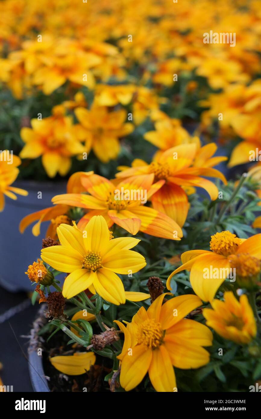 Bidens ferulifolia pianta con bellissimi fiori (Goldmarie). Famiglia Daisy Foto Stock
