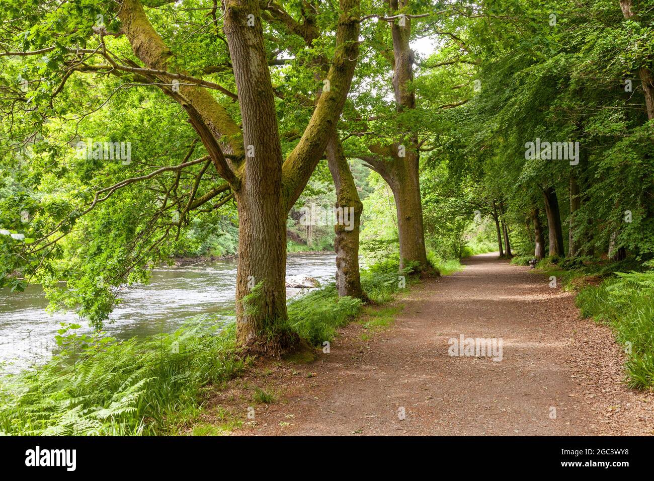 Lady Mary's Walk lungo il fiume Earn, vicino a Crieff, Perthshire, Scozia. Foto Stock