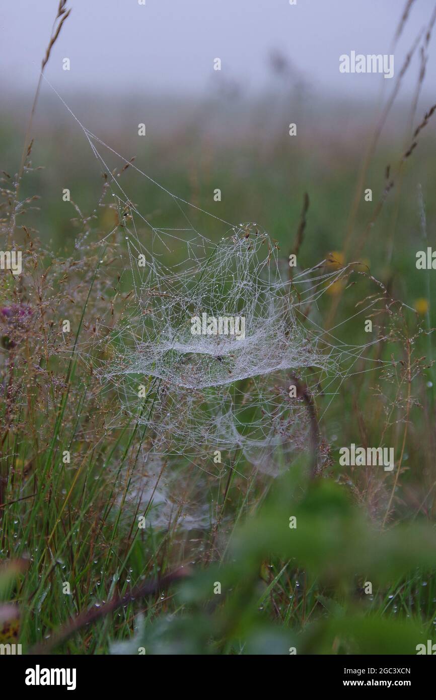 Cobweb nella rugiada al mattino presto tra giallo e verde su uno sfondo bokeh sfocato. Ragnatela con gocce d'acqua in natura. Messa a fuoco selettiva Foto Stock