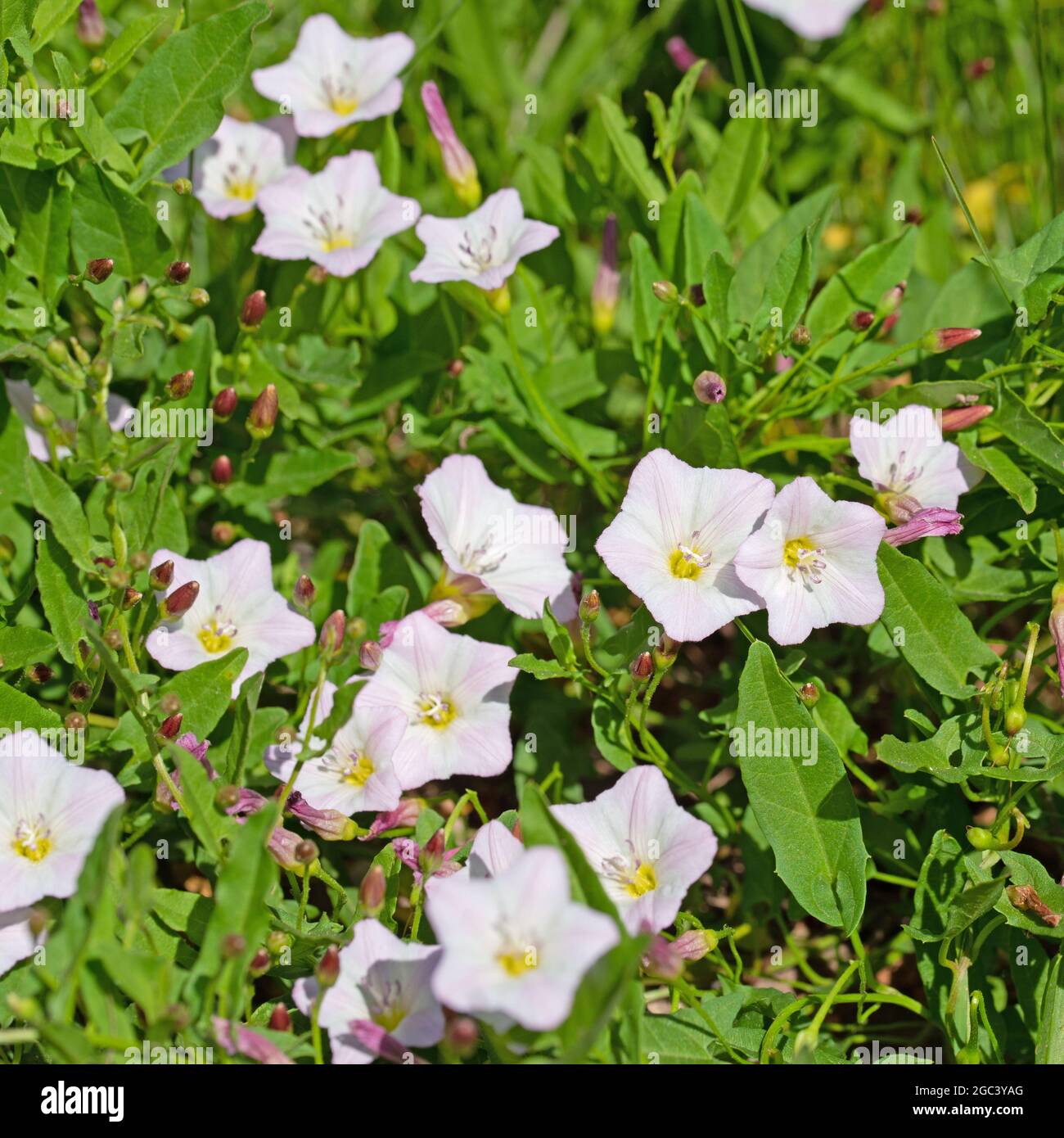 Bindweed fiorito, Convolvulus arvensis, primo piano Foto Stock