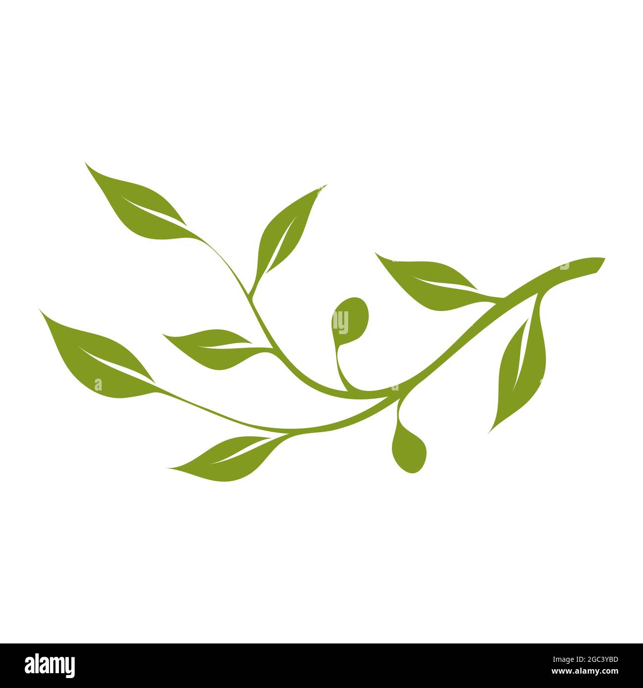 Rametto di olive verdi con foglie e olive su sfondo bianco. Spazio di copia per il disegno o il testo. Modello di illustrazione vettoriale Illustrazione Vettoriale