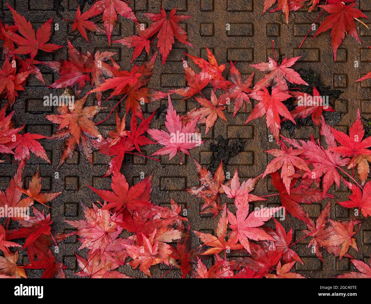 Distintive foglie rosse decorative di acero giapponese (Acer palmatum) in autunno giacenti dove cadono su una griglia di metallo tombino - Cumbria Inghilterra UK Foto Stock