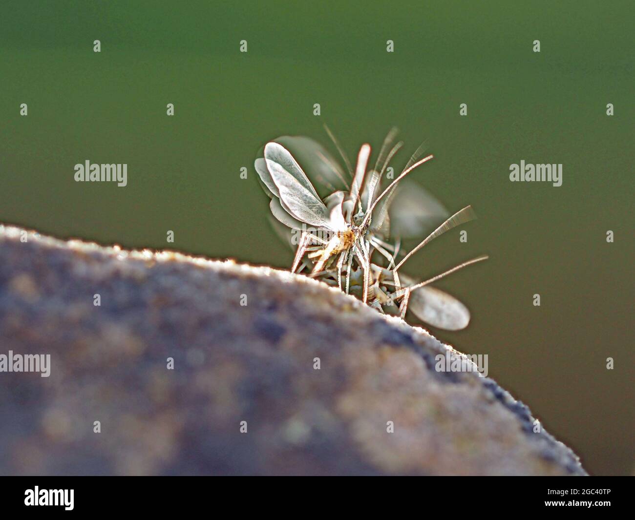 Fantasia di insetto - immagine temporizzata di un piccolo insetto che fluttera le sue ali mentre si prepara a prendere il volo in Cumbria Inghilterra UK Foto Stock