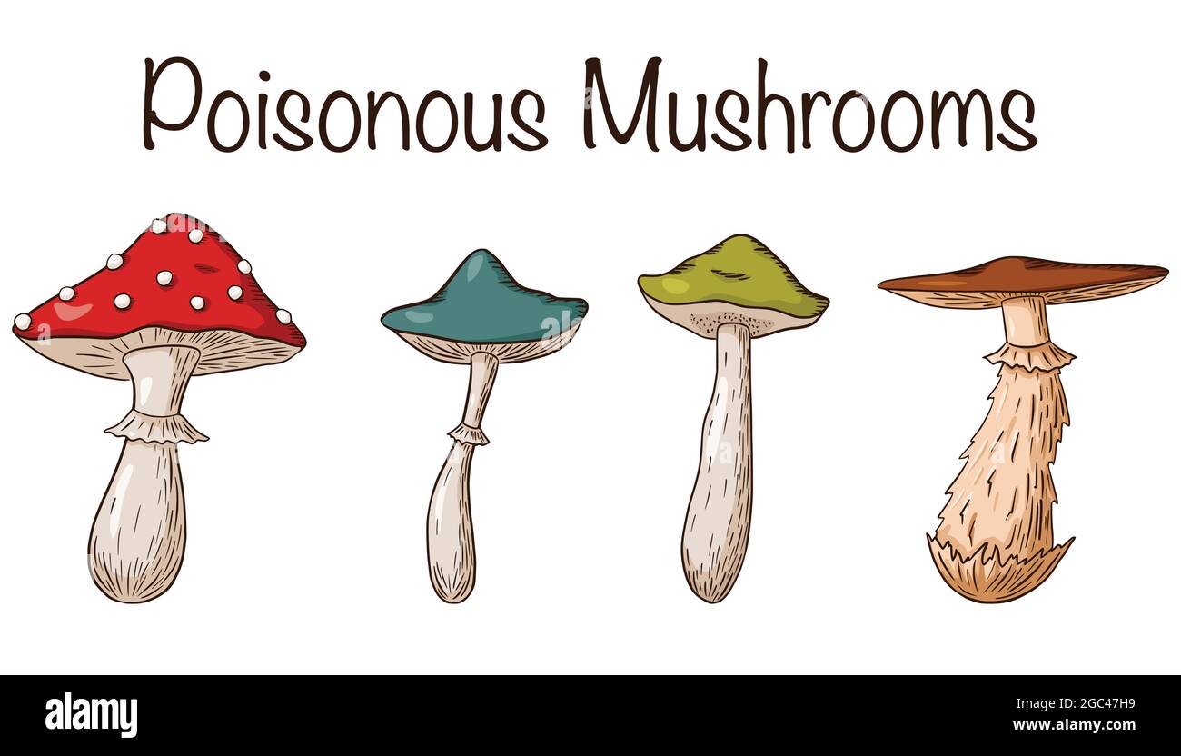 Set funghi velenosi. Raccolta di funghi velenosi trafilati a mano. Amanita, fungo, grasso, feci. Illustrazione vettoriale per logo, stampe, adesivi, design e decorazione. Vettore Premium Illustrazione Vettoriale