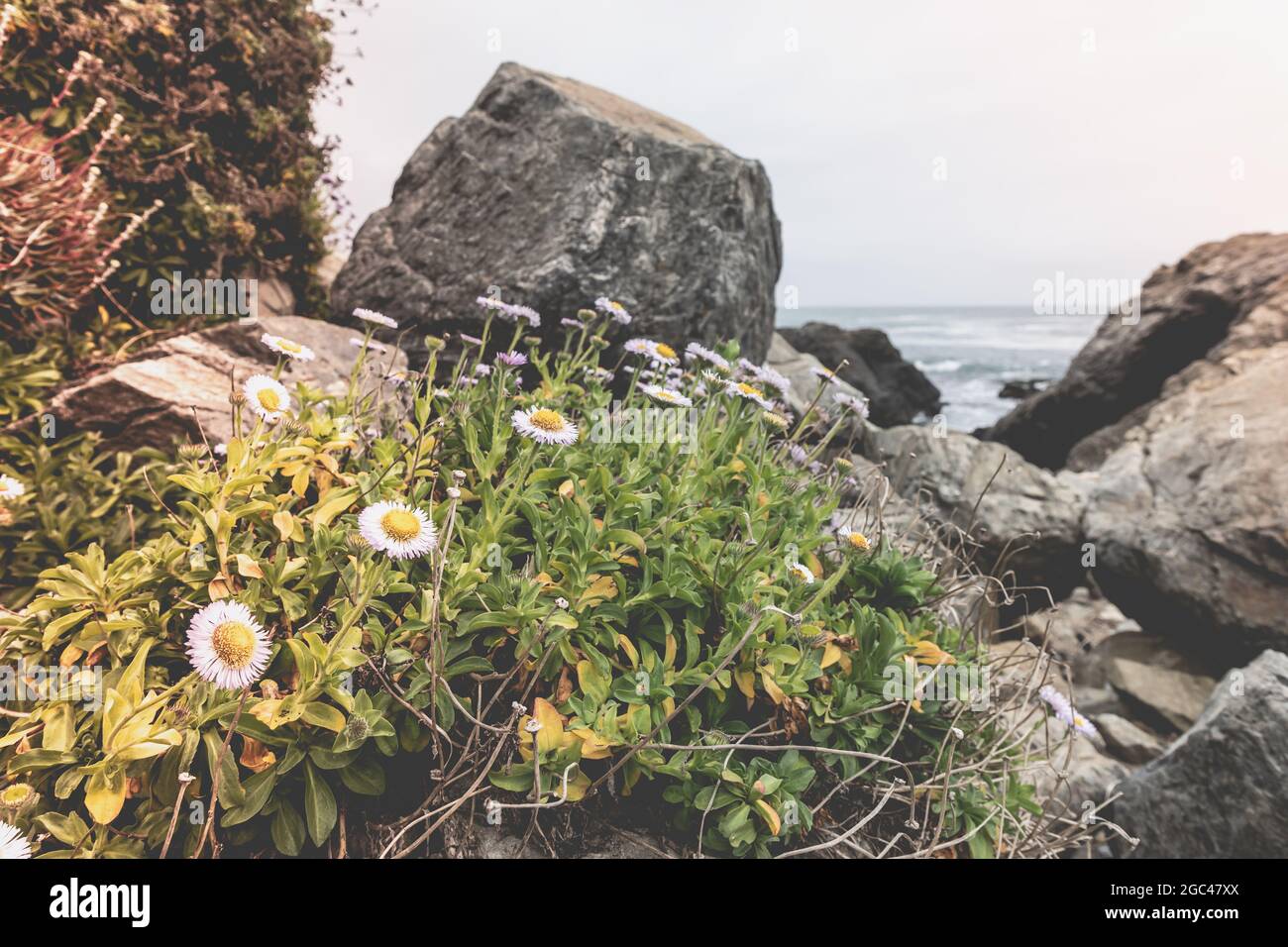 Bellissimi fiori di primavera sulla costa della California in una giornata di primavera Foto Stock