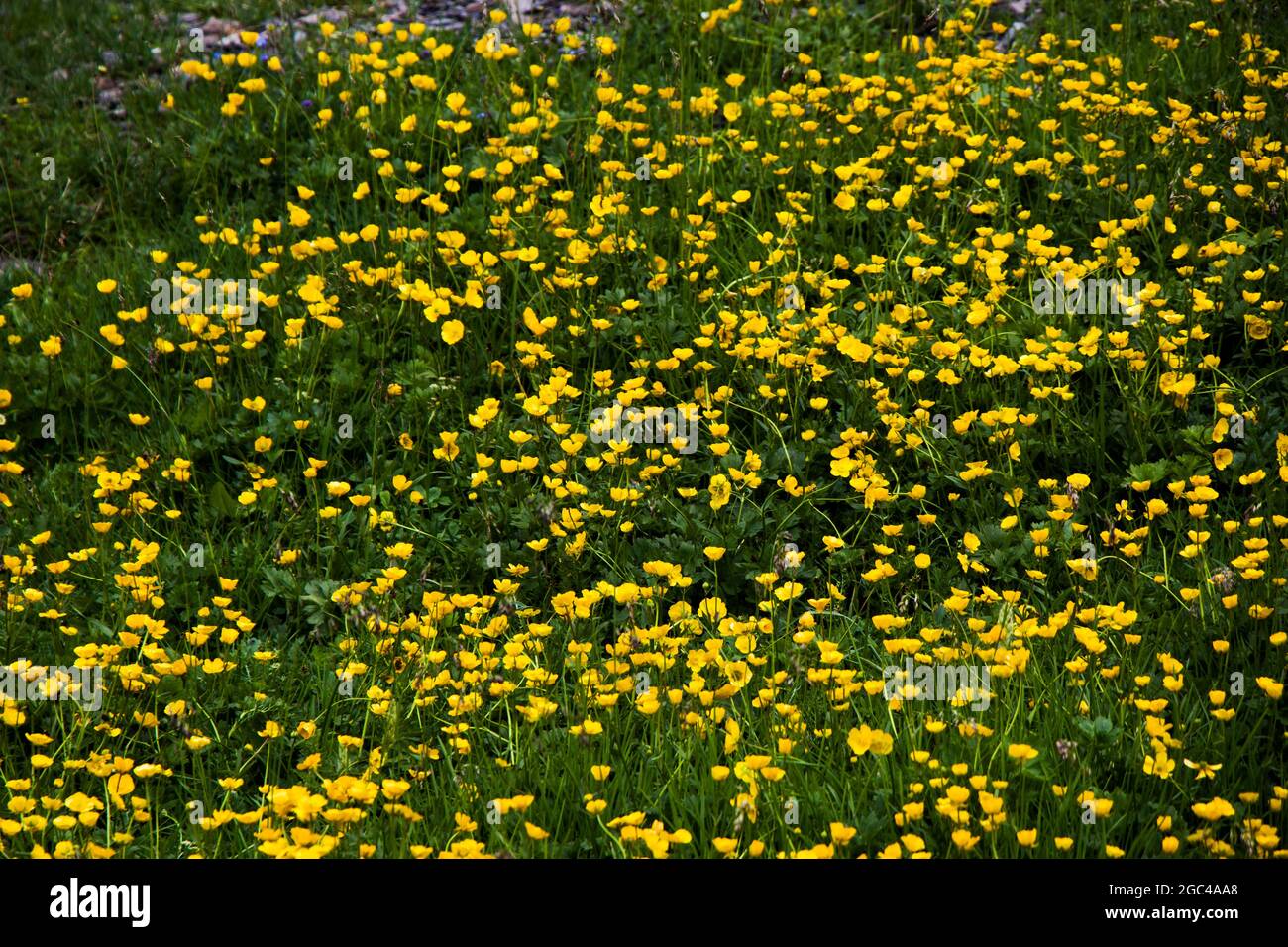 Bella vista di piccoli fiori gialli che fioriscono nel campo Foto Stock